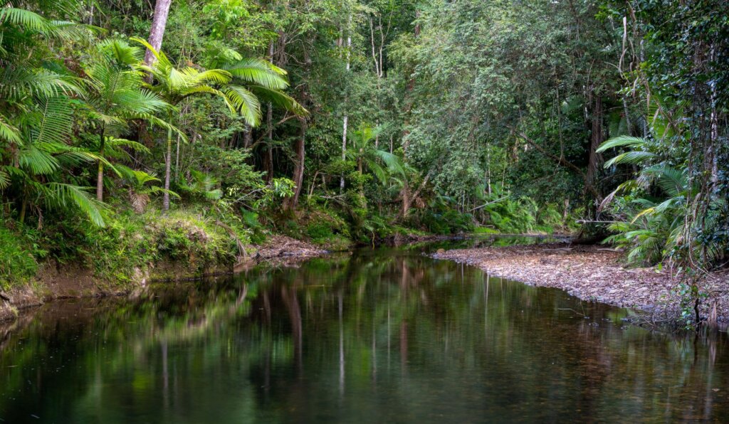 Protecting the Future of the World's Rainforests