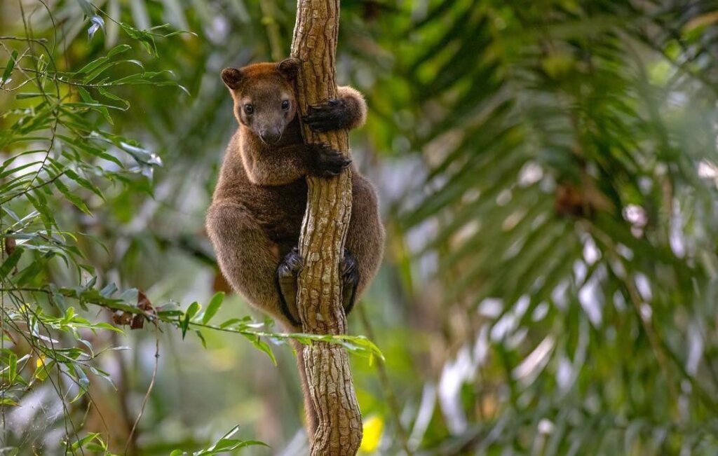 Protecting the Future of the World's Rainforests