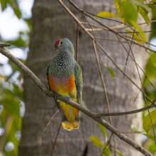 Woompoo Fruit Dove