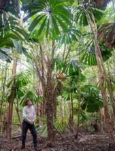 Fan Palms in the Daintree Rainforest
