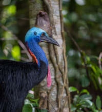Endangered Southern Cassowary