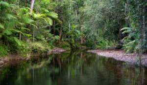Creek, Daintree Lowland Rainforest