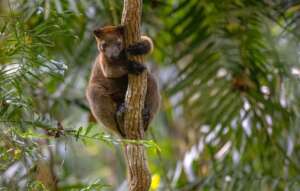 Bennett's Tree-kangaroo
