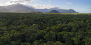 Protecting the Future of the World's Rainforests