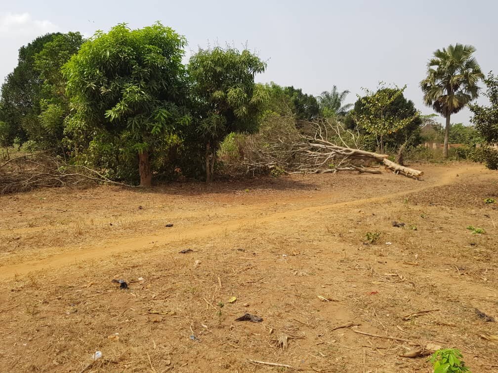 Lita Stoves: Urgent Action for Forests and Women