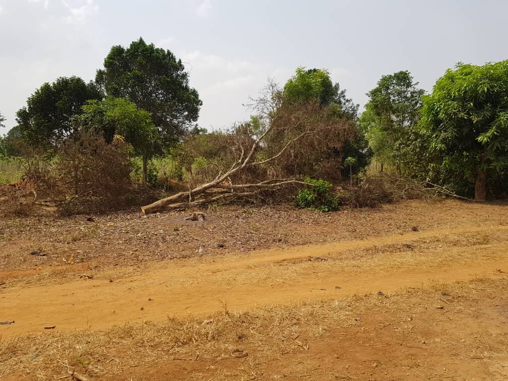 Lita Stoves: Urgent Action for Forests and Women