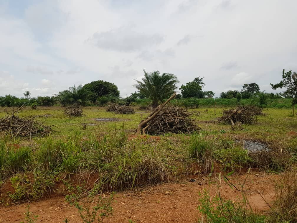 Lita Stoves: Urgent Action for Forests and Women