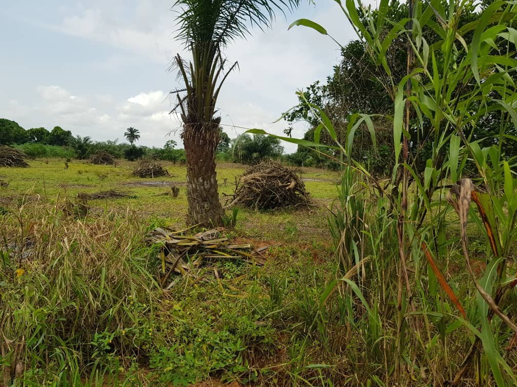 Lita Stoves: Urgent Action for Forests and Women