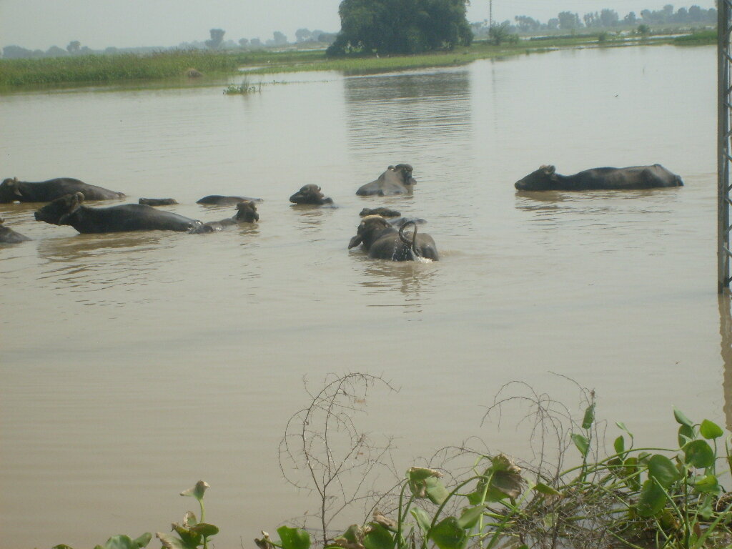 Protect Mothers & Newborns in Rural Pakistan