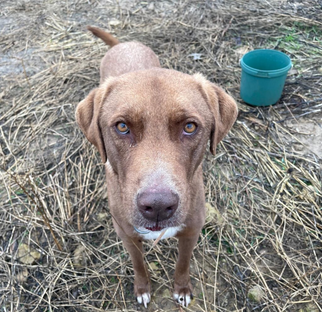 LOVE, CARE, LIFE FOR STRAYS IN TURKEY