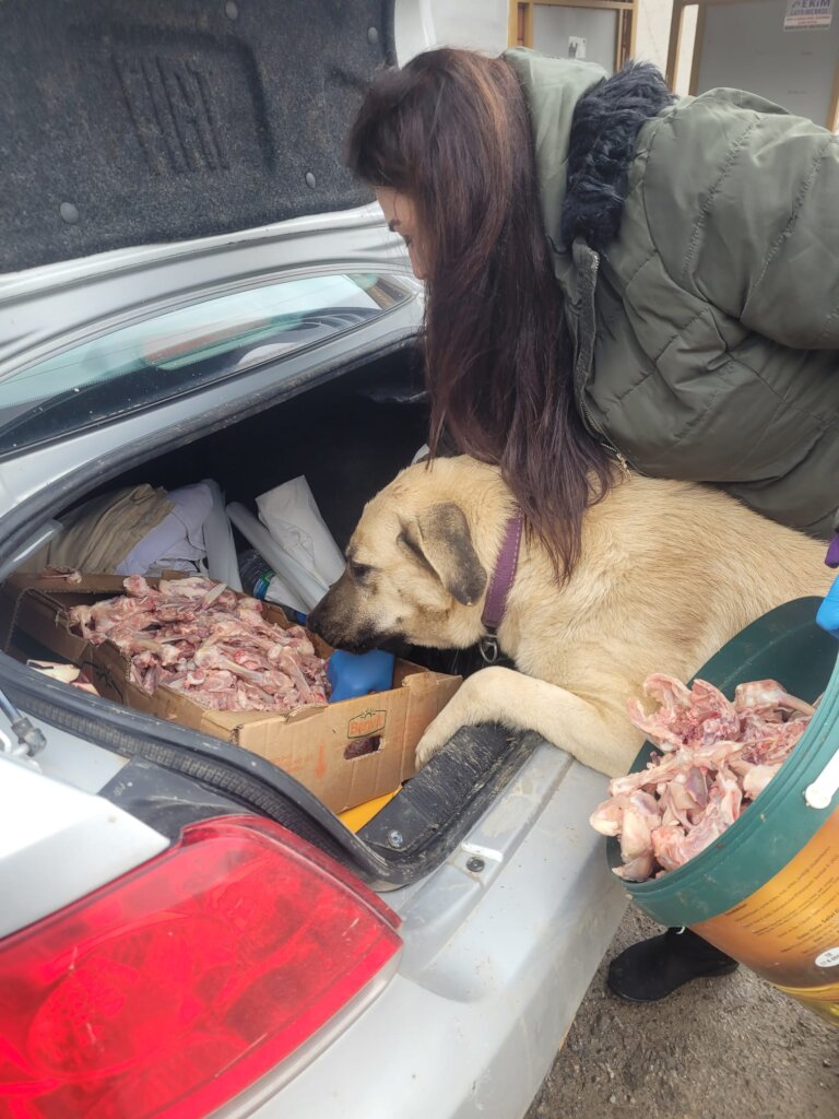LOVE, CARE, LIFE FOR STRAYS IN TURKEY