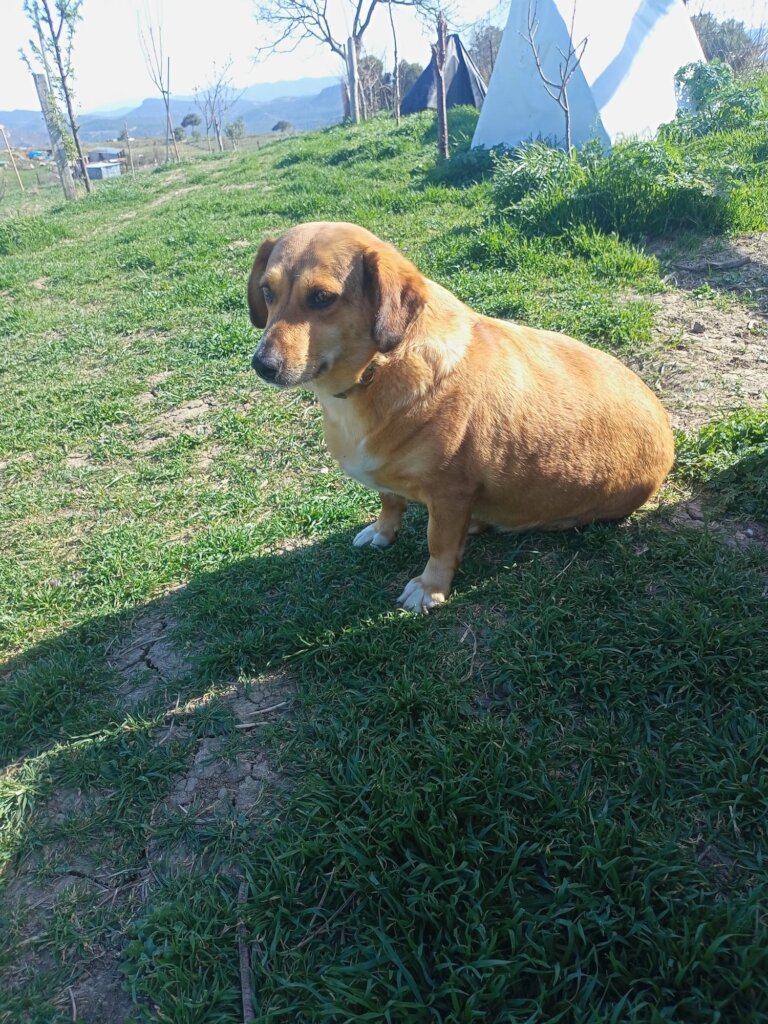 LOVE, CARE, LIFE FOR STRAYS IN TURKEY