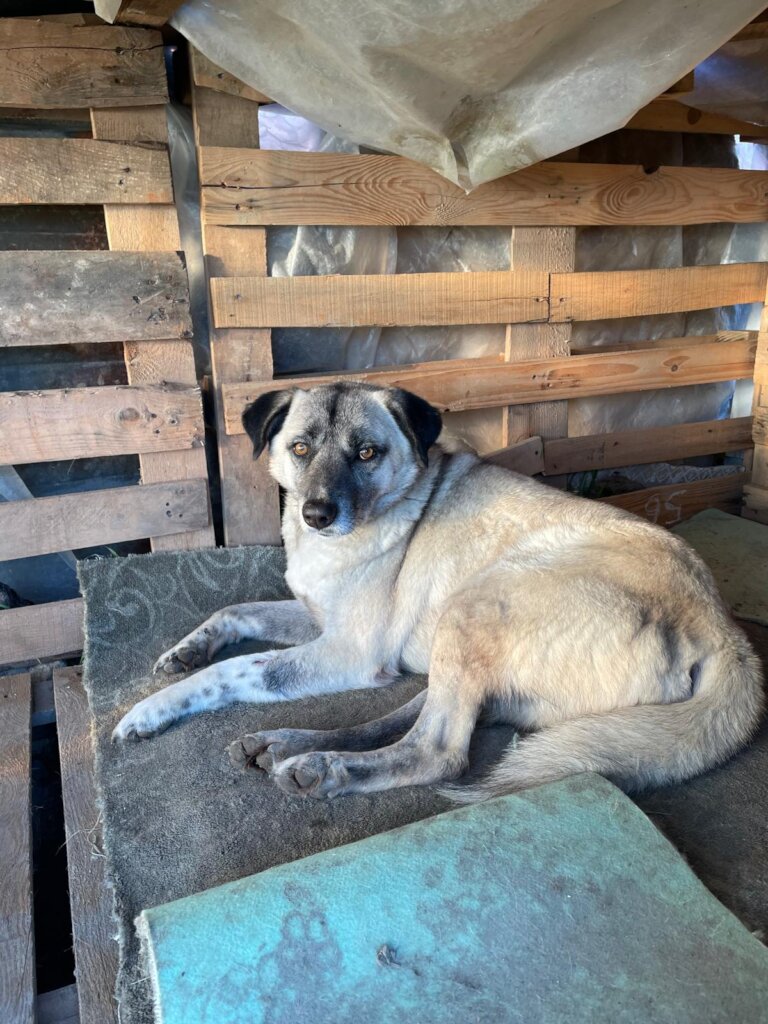LOVE, CARE, LIFE FOR STRAYS IN TURKEY