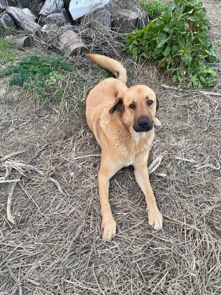 LOVE, CARE, LIFE FOR STRAYS IN TURKEY