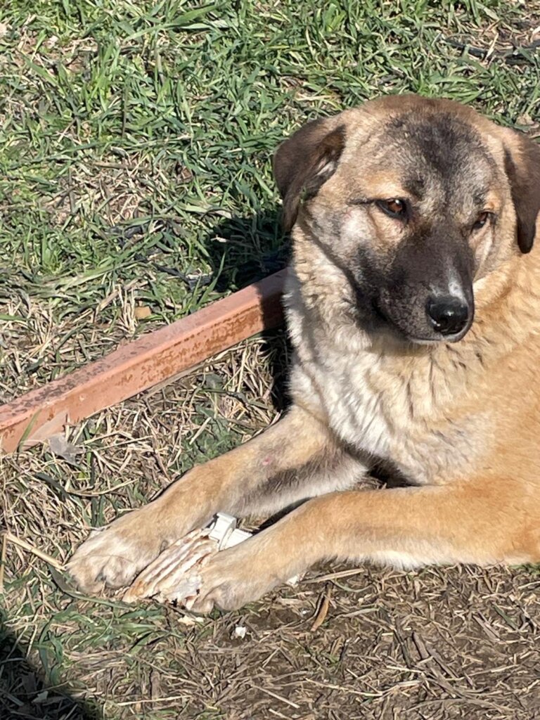 LOVE, CARE, LIFE FOR STRAYS IN TURKEY