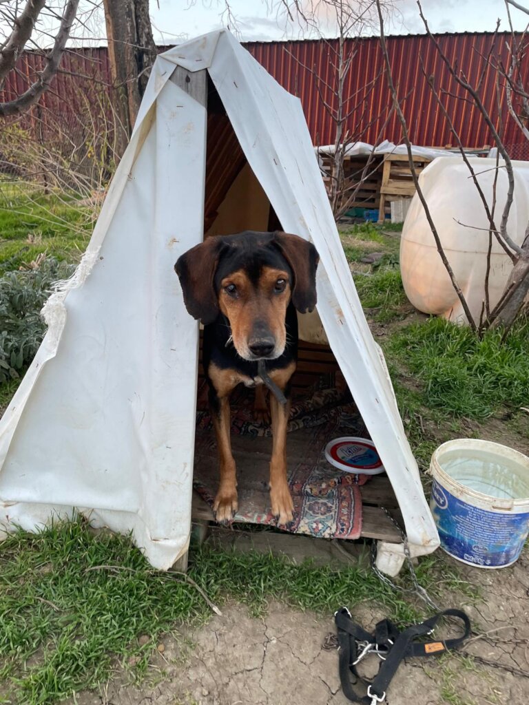LOVE, CARE, LIFE FOR STRAYS IN TURKEY