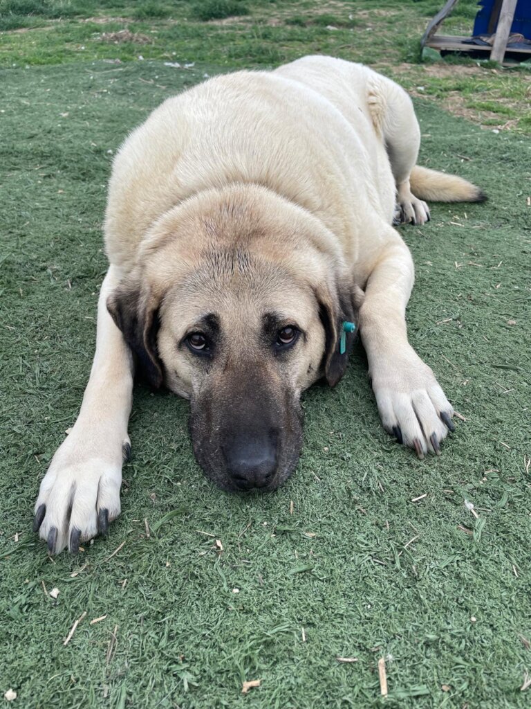 LOVE, CARE, LIFE FOR STRAYS IN TURKEY
