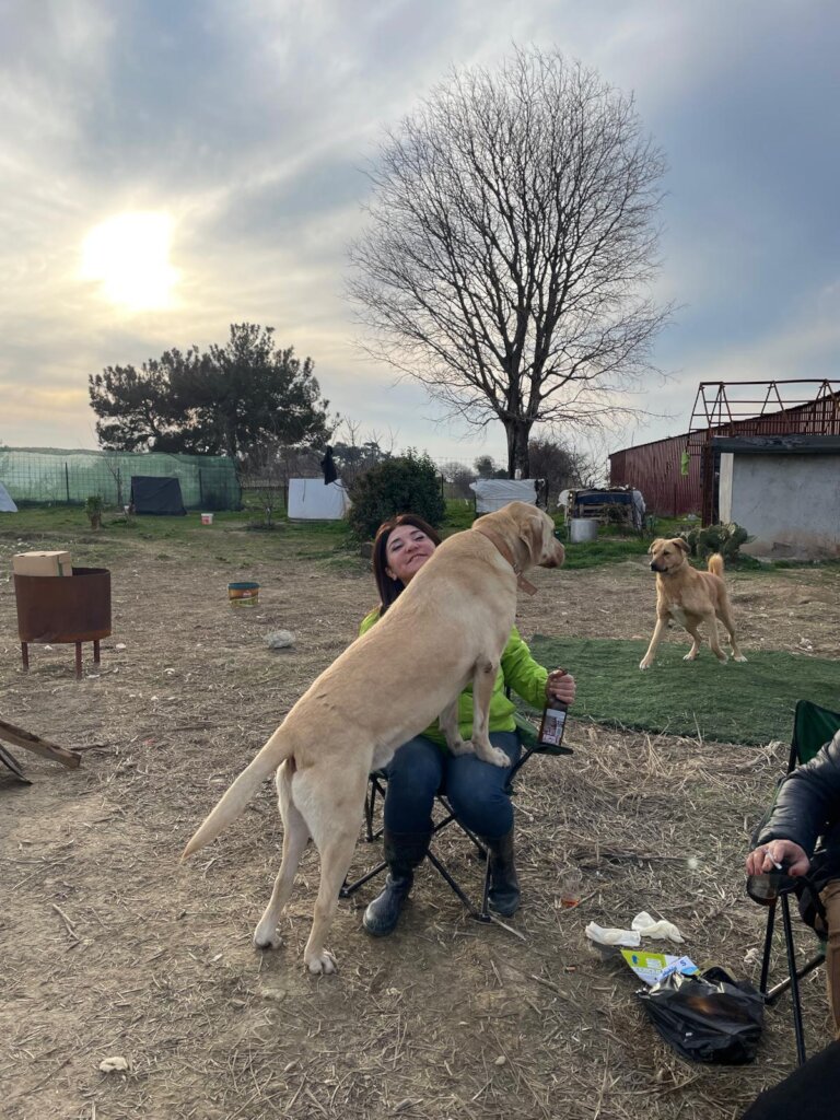 LOVE, CARE, LIFE FOR STRAYS IN TURKEY