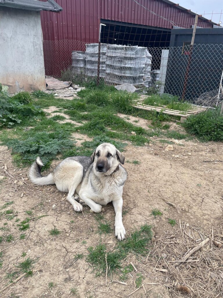LOVE, CARE, LIFE FOR STRAYS IN TURKEY