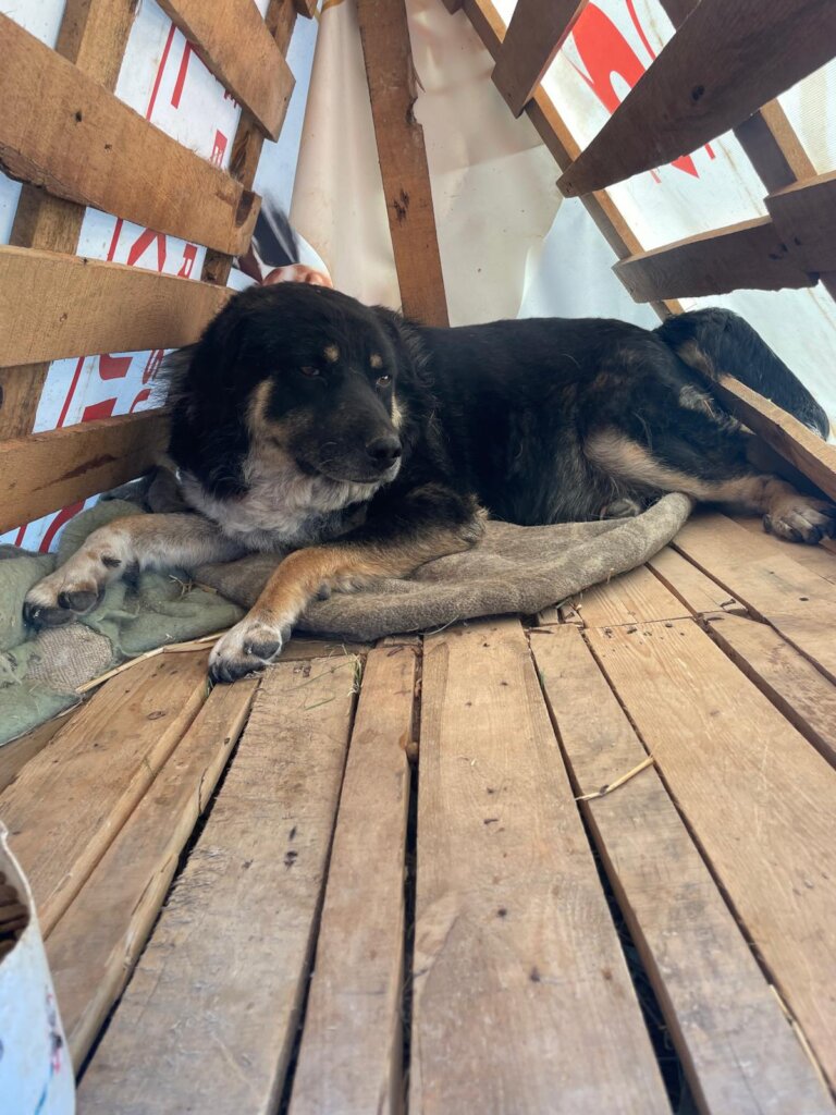 LOVE, CARE, LIFE FOR STRAYS IN TURKEY