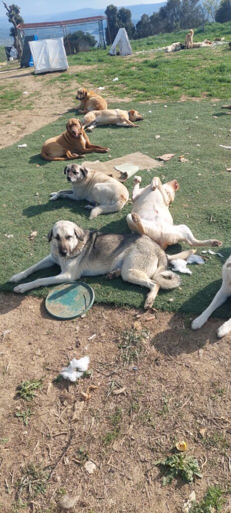 LOVE, CARE, LIFE FOR STRAYS IN TURKEY