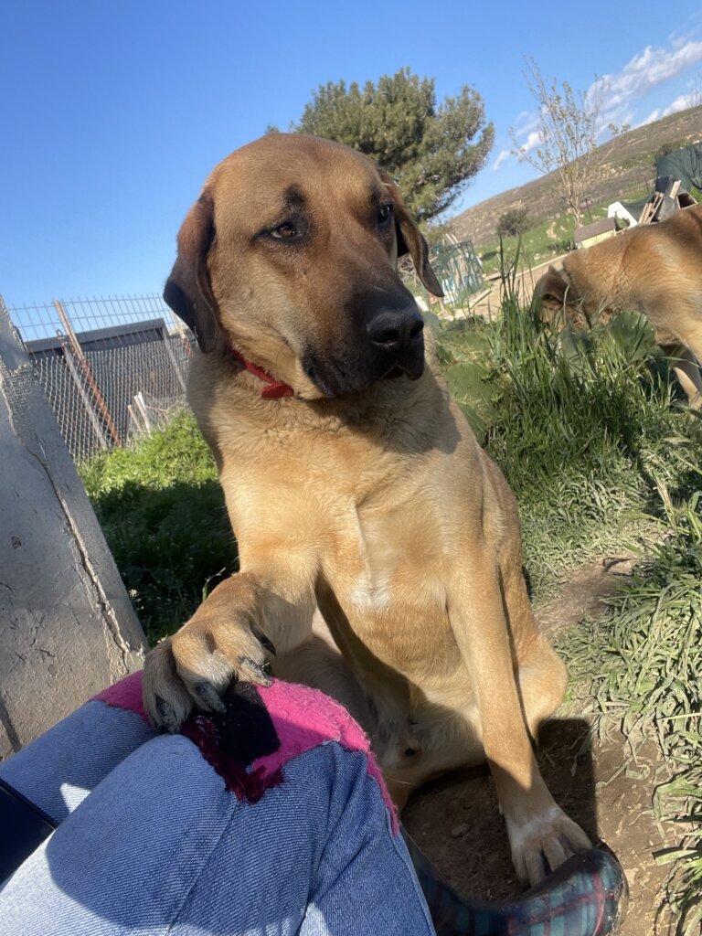 LOVE, CARE, LIFE FOR STRAYS IN TURKEY