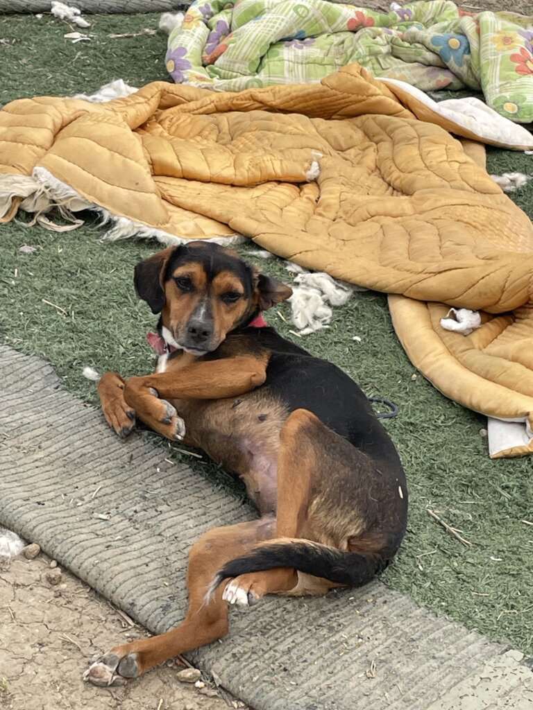 LOVE, CARE, LIFE FOR STRAYS IN TURKEY