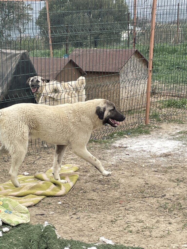 LOVE, CARE, LIFE FOR STRAYS IN TURKEY