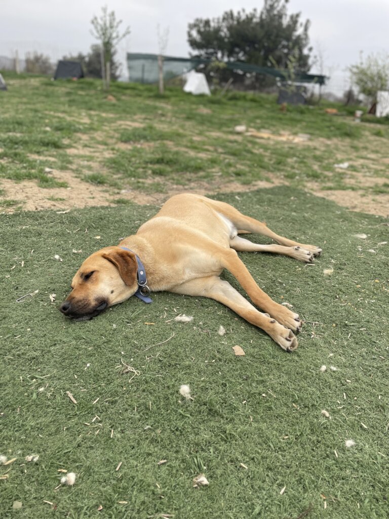 LOVE, CARE, LIFE FOR STRAYS IN TURKEY