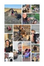 LOVE, CARE, LIFE FOR STRAYS IN TURKEY