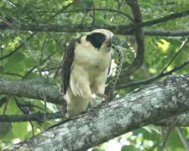 Bat Falcon Eating a Rattlesnake