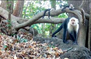 White-faced monkeys in Horizontes