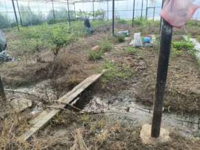 Inside of greenhouse (storm damaged)