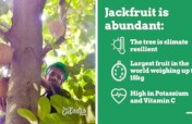 Jackfruit Donations for Community Kitchens in Rio
