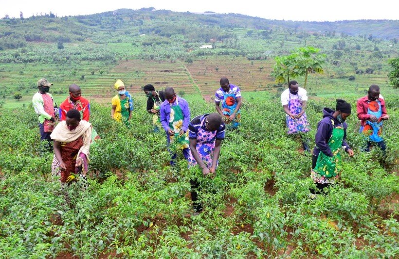 Green Shields Ethiopia