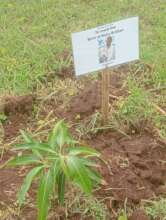 Mango tree planting to mark the birth of Brillian