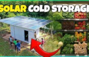 Reduce Food Waste with 50 Solar Cold Storage Units