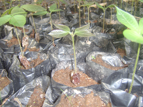 Guama seeds in stage of growth