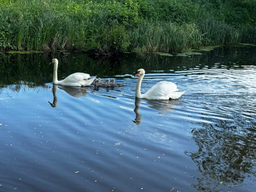 Life and nature goes on