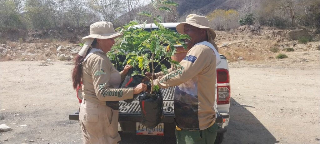 Transporting the trees