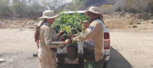 Transporting the trees