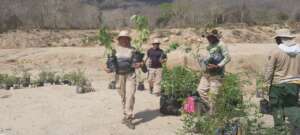Distributing them along the plots