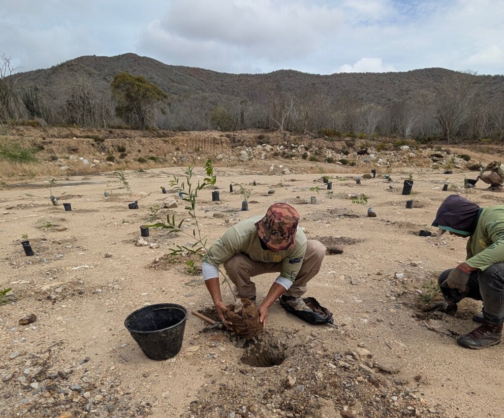 Planting native trees