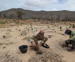 Planting native trees