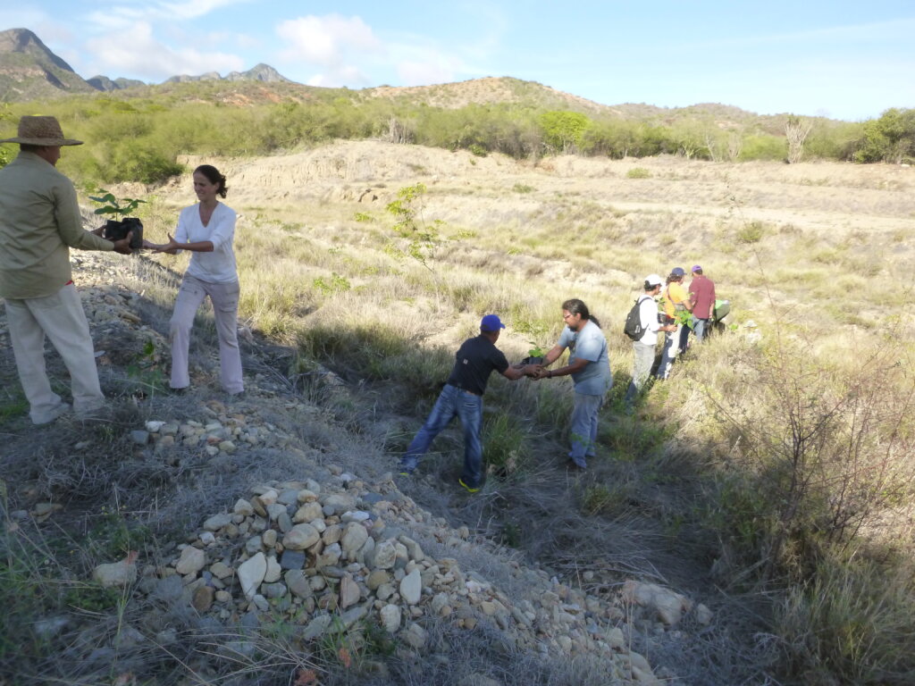 Plant 1000 trees, restore Margarita parrot's home