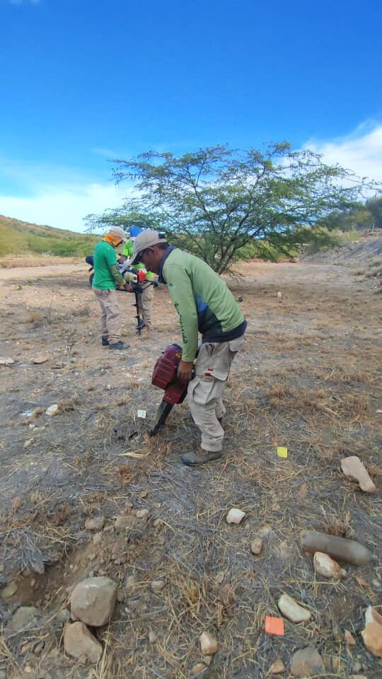 Plant 1000 trees, restore Margarita parrot's home