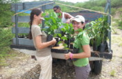 Plant 1000 trees, restore Margarita parrot's home
