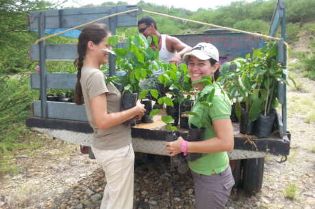 Plant 1000 trees, restore Margarita parrot's home