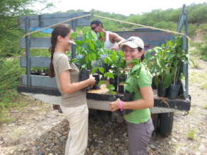 Plant 1000 trees, restore Margarita parrot's home