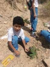 Young boy planting a tree